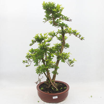 Indoor bonsai - Duranta erecta Aurea - 1