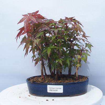 Acer palmatum - Maple - grove - 1