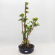 Indoor bonsai - Duranta erecta Aurea - 1/6