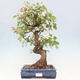 Outdoor bonsai -Malus Halliana - fruited apple - 1/7