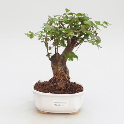 Room bonsai -Ligustrum chinensis - Bird's eye - 1