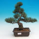 Outdoor bonsai - Pinus parviflora - Small pine tree - 1/2