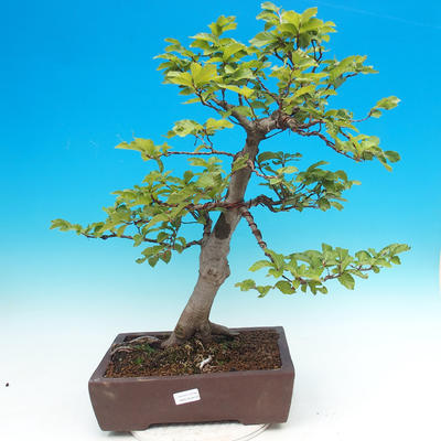 Outdoor bonsai-Fagus sylvatica - 1