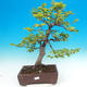 Outdoor bonsai-Fagus sylvatica - 1/2