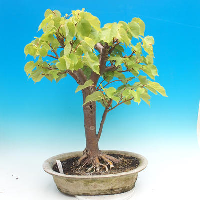 Outdoor bonsai - Lime hearty - 1
