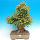 Outdoor bonsai - Maple Buergerianum - Burger Maple - 1/6