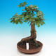 Outdoor bonsai - Baby jelly - Acer campestre - 1/4