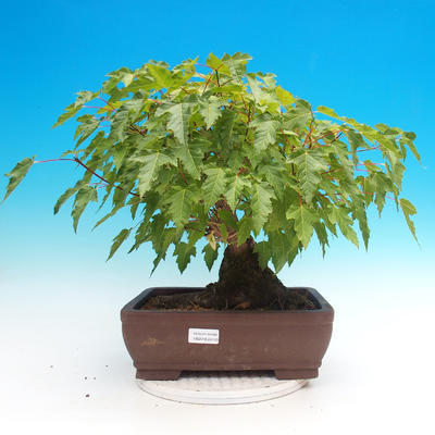 Outdoor bonsai - Acer ginala - Fire maple - 1