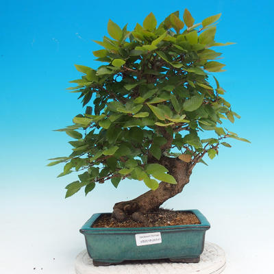 Outdoor bonsai -Carpinus CARPINOIDES - Korean horn - 1