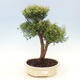 Indoor bonsai - Syzygium - Allspice - 1/3