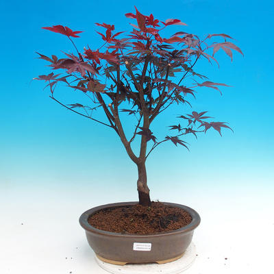 Outdoor bonsai - Acer palm. Atropurpureum-daphnia - 1
