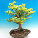 Outdoor bonsai-Fagus sylvatica - 1/3
