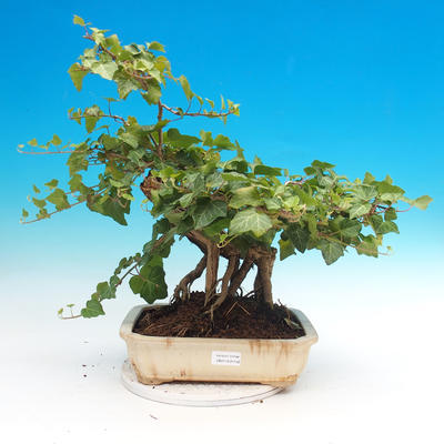 Outdoor bonsai- Hedera - Ivy - 1