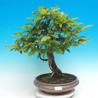 Outdoor bonsai - Common hams - 1