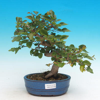 Outdoor bonsai -Carpinus CARPINOIDES - Korean horn