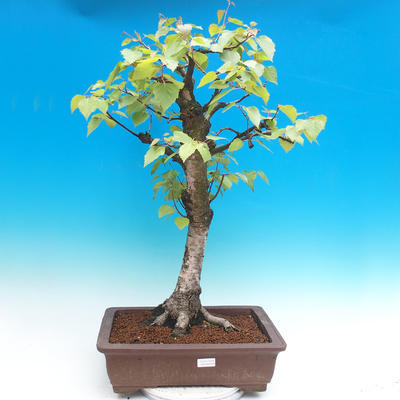 Outdoor bonsai - White birch - betula - 1
