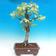 Outdoor bonsai - White birch - betula - 1/2