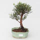Room bonsai Syzygium -Pimentovník PB217385 - 1/4