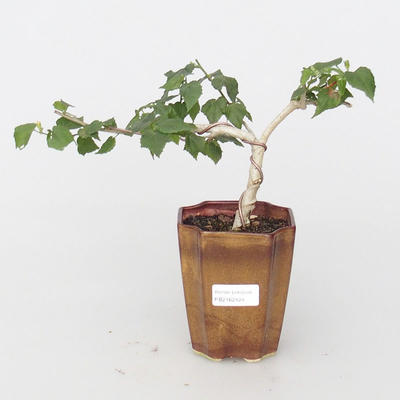 Room bonsai - small-flowered hibiscus - 1