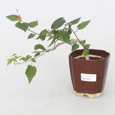 Room bonsai - small-flowered hibiscus - 1