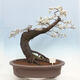 Outdoor bonsai - Prunus spinosa - blackthorn - 1/6
