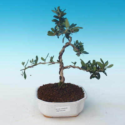 Indoor bonsai - Olea europaea sylvestris -Oliva European small leaf PB2191242 - 1