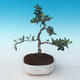 Indoor bonsai - Olea europaea sylvestris -Oliva European small leaf PB2191242 - 1/5