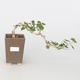 Room bonsai - small-flowered hibiscus - 1/2