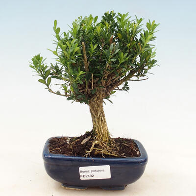 Indoor bonsai - Buxus harlandii - cork buxus - 1