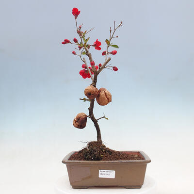 Outdoor bonsai - Chaneomeles sup. Nicoline - quince - 1