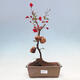 Outdoor bonsai - Chaneomeles sup. Nicoline - quince - 1/5