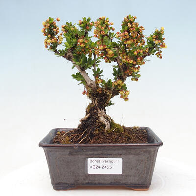 Outdoor bonsai - Berberis thunbergii Kobold - Dřištál Thunberg's - 1