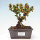 Outdoor bonsai - Berberis thunbergii Kobold - Dřištál Thunberg's - 1/4