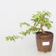 Room bonsai - Mustard-Solanum rantonnetii - 1/2