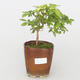 Room bonsai - Mustard-Solanum rantonnetii - 1/2