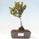 Outdoor bonsai - Berberis thunbergii Kobold - Dřištál Thunberg's - 1/4