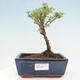 Outdoor bonsai - Potentilla frut.Goldstar - Mochna Křovita - 1/2
