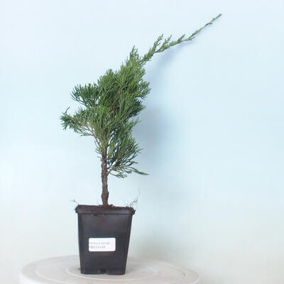 Outdoor bonsai - Juniperus chinensis Kaizuka - Chinese juniper