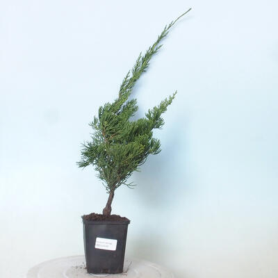 Outdoor bonsai - Juniperus chinensis Kaizuka - Chinese juniper