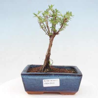 Outdoor bonsai - Potentilla frut.Goldstar - Mochna Křovita - 1