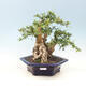 Room bonsai - Carmona macrophylla - tea fuki - 1/6