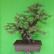 Indoor bonsai - Akacia Arabica - 1/7