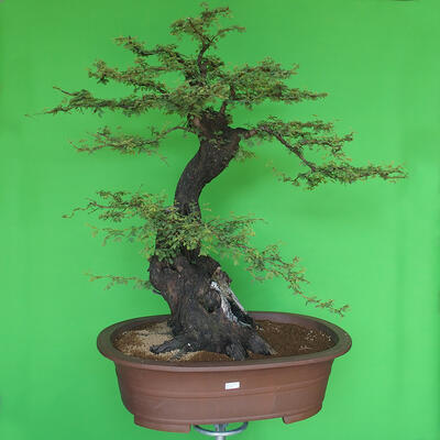 Indoor bonsai - Akacia Arabica - 1