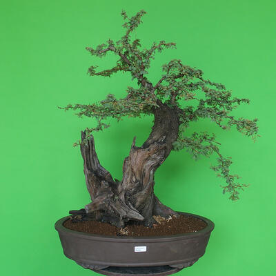 Indoor bonsai - Akacia Arabica - 1