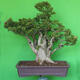 Indoor bonsai - Bouganwilea - 1/6