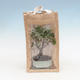 Room bonsai in a gift bag - JUTA - 1/2