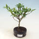Indoor bonsai - Gardenia jasminoides-Gardenia - 1/2