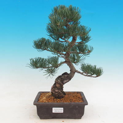 Outdoor bonsai - Pinus parviflora Glauca - Pine