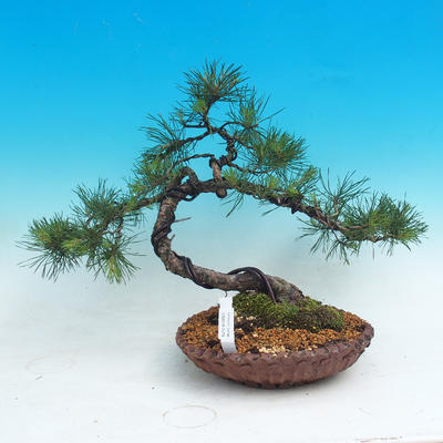 Outdoor bonsai - Pinus sylvestris - Forest pine