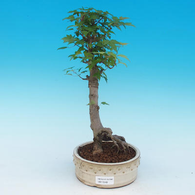 Outdoor bonsai - buergerianum Maple - Acer Buergerianum
